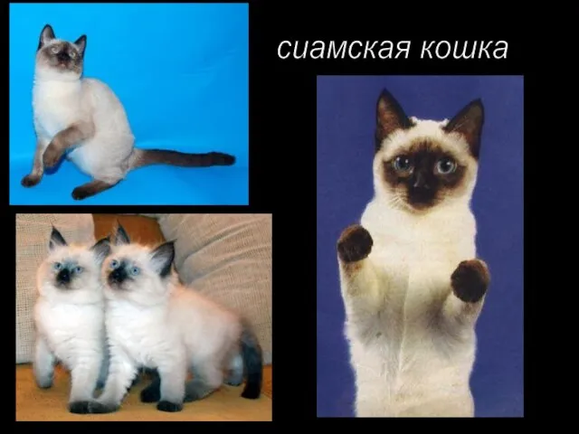 сиамская кошка