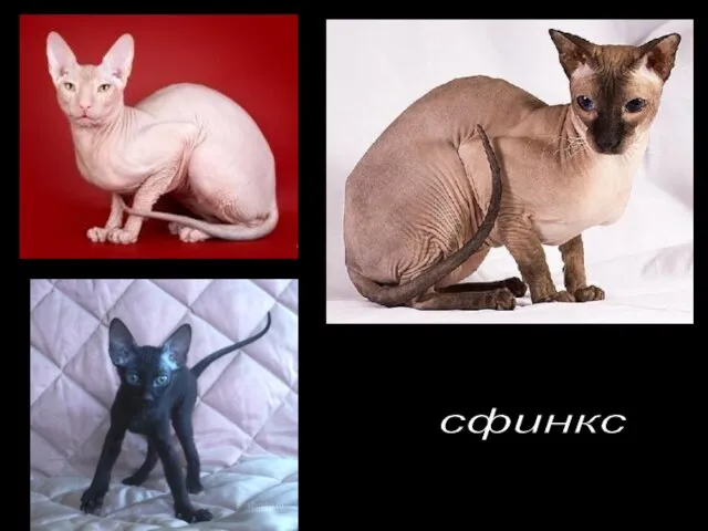 сфинкс