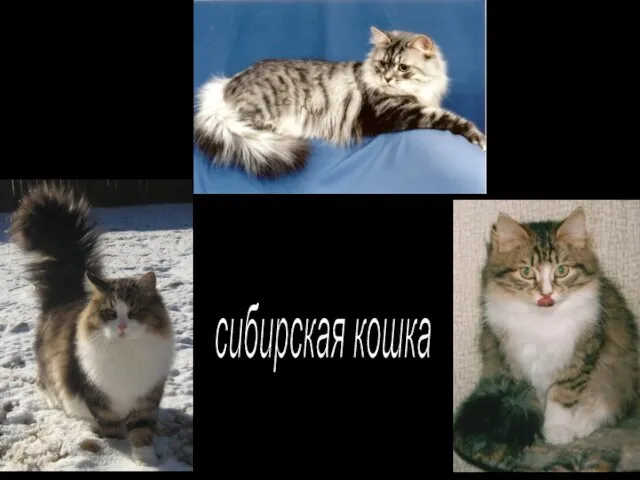 сибирская кошка