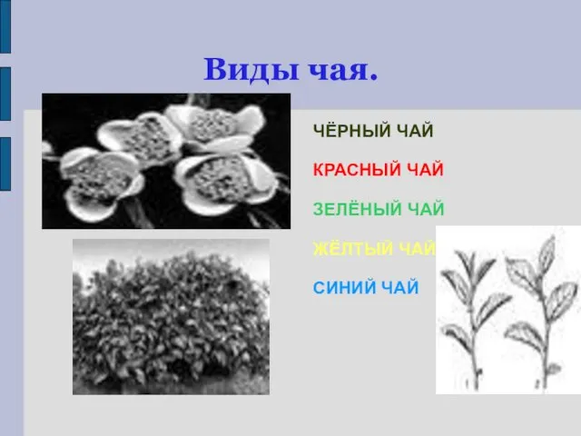 Виды чая. ЧЁРНЫЙ ЧАЙ КРАСНЫЙ ЧАЙ ЗЕЛЁНЫЙ ЧАЙ ЖЁЛТЫЙ ЧАЙ СИНИЙ ЧАЙ