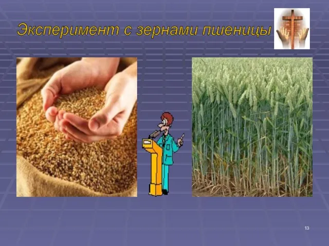 Эксперимент с зернами пшеницы