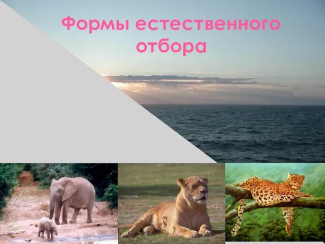 Формы естественного отбора