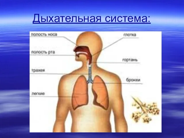 Дыхательная система: