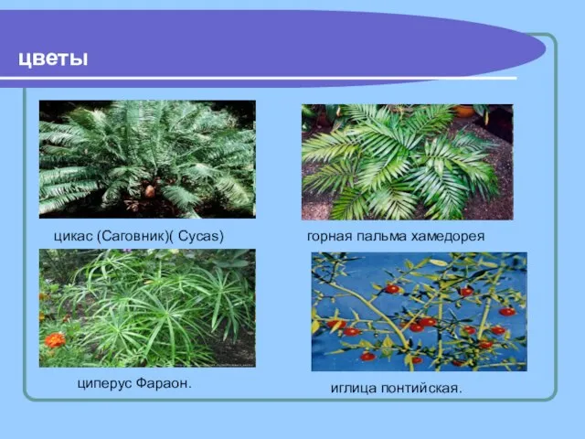 цветы цикас (Саговник)( Cycas) горная пальма хамедорея циперус Фараон. иглица понтийская.