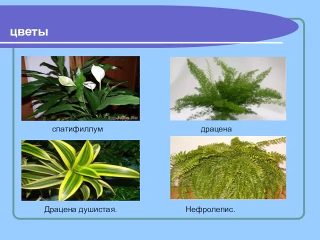 цветы спатифиллум Драцена душистая. Нефролепис. драцена