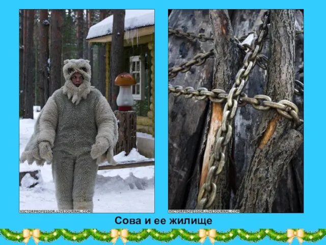 Сова и ее жилище