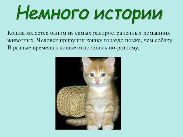 Кошка является одним из самых распространенных домашних животных. Человек приручил кошку гораздо