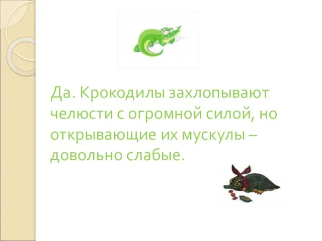 Да. Крокодилы захлопывают челюсти с огромной силой, но открывающие их мускулы – довольно слабые.