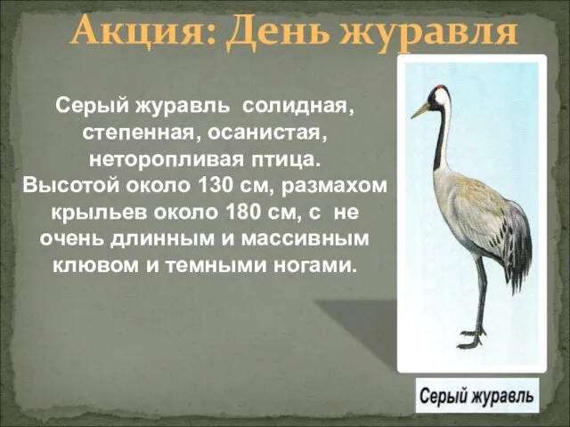 Акция: День журавля Серый журавль солидная, степенная, осанистая, неторопливая птица. Высотой около