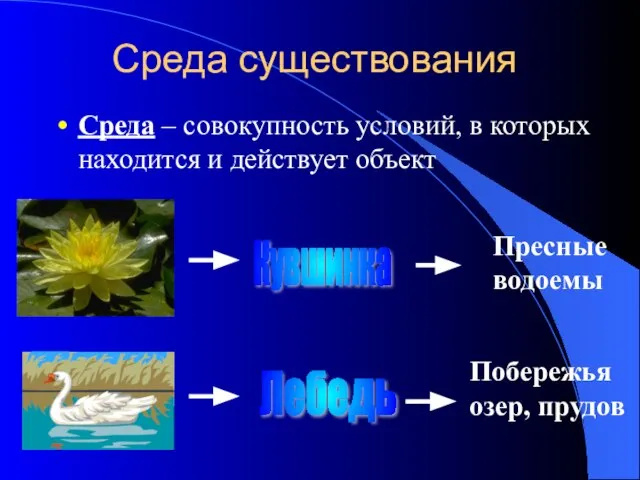 Среда существования Среда – совокупность условий, в которых находится и действует объект