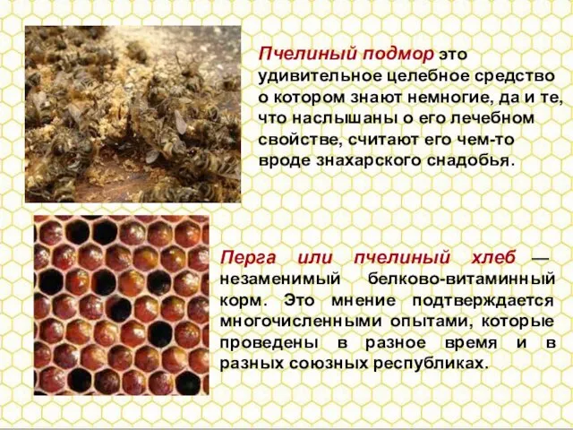 Перга или пчелиный хлеб — незаменимый белково-витаминный корм. Это мнение подтверждается многочисленными