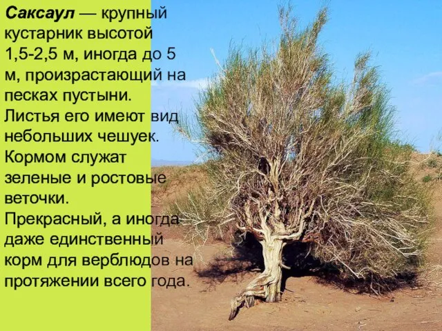 Саксаул — крупный кустарник высотой 1,5-2,5 м, иногда до 5 м, произрастающий