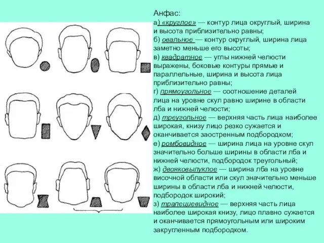 Анфас: а) «круглое» — контур лица округлый, ширина и высота приблизительно равны;