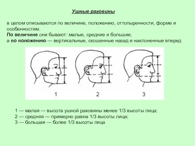 Ушные раковины в целом описываются по величине, положению, оттопыренности, форме и особенностям.