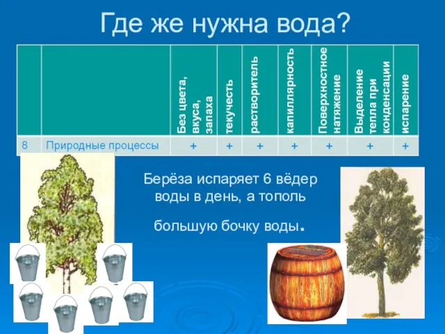 Где же нужна вода? Берёза испаряет 6 вёдер воды в день, а тополь большую бочку воды.