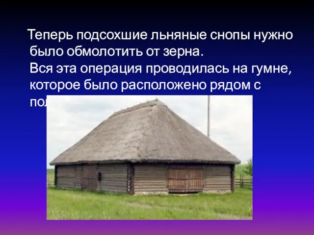 Теперь подсохшие льняные снопы нужно было обмолотить от зерна. Вся эта операция