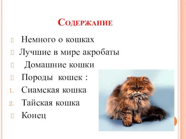 Содержание Немного о кошках Лучшие в мире акробаты Домашние кошки Породы кошек