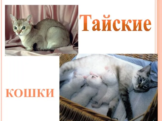 Тайские Кошки