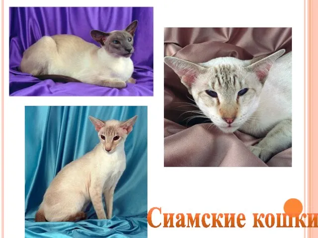 Сиамские кошки