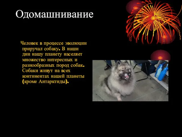 Одомашнивание Человек в процессе эволюции приручал собаку. В наши дни нашу планету