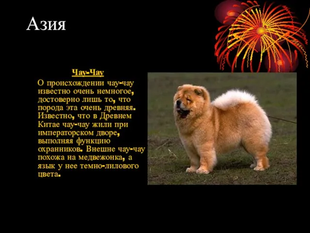 Азия Чау-Чау О происхождении чау-чау известно очень немногое, достоверно лишь то, что