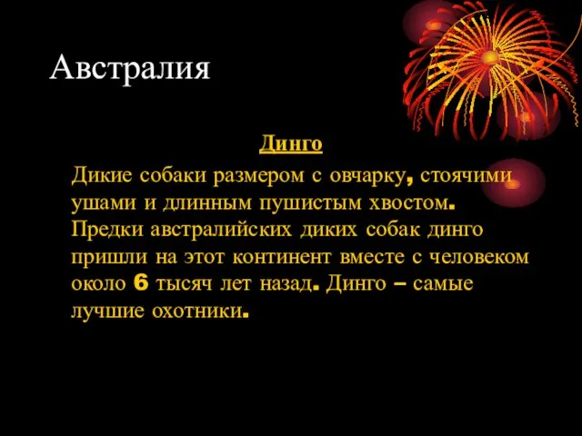 Австралия Динго Дикие собаки размером с овчарку, стоячими ушами и длинным пушистым