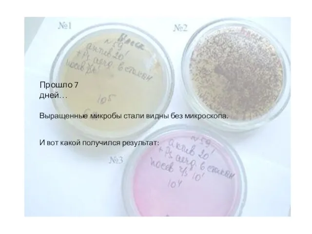 И вот какой получился результат: Прошло 7 дней… Выращенные микробы стали видны без микроскопа.