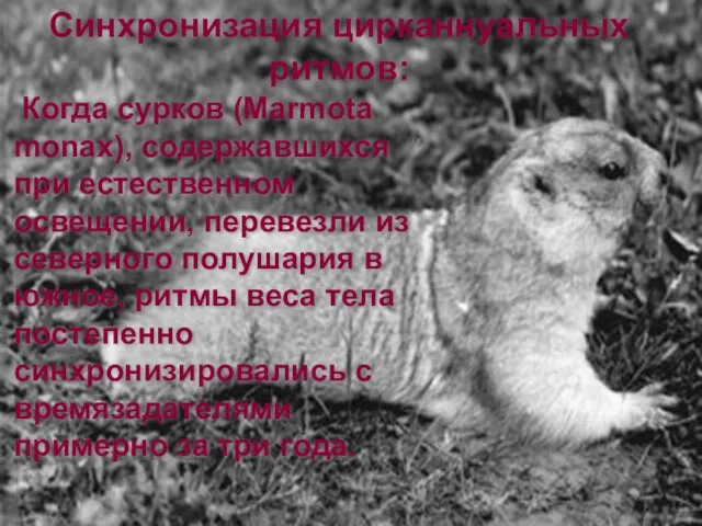 Когда сурков (Marmota monax), содержавшихся при естественном освещении, перевезли из северного полушария