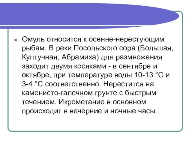 Омуль относится к осенне-нерестующим рыбам. В реки Посольского сора (Большая, Култучная, Абрамиха)