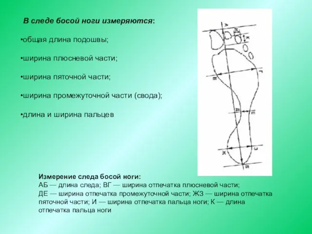 В следе босой ноги измеряются: общая длина подошвы; ширина плюсневой части; ширина