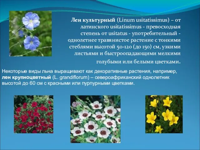 Лен культурный (Linum usitatissimus) – от латинского usitatissimus - превосходная степень от