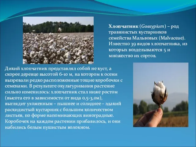 Дикий хлопчатник представлял собой не куст, а скорее деревце высотой 6-10 м,