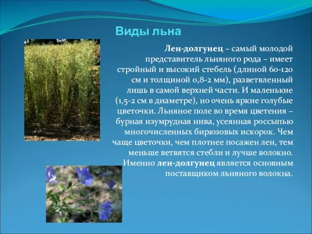 Виды льна Лен-долгунец – самый молодой представитель льняного рода – имеет стройный