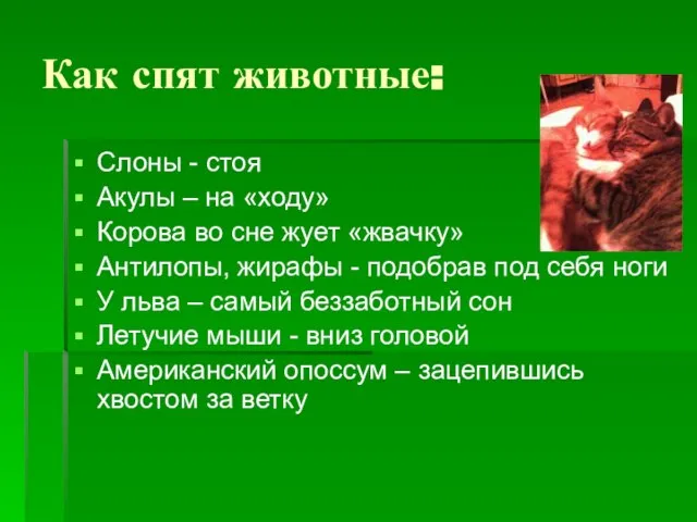 Как спят животные: Слоны - стоя Акулы – на «ходу» Корова во