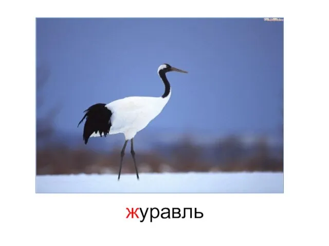 журавль