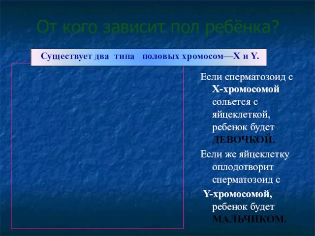 От кого зависит пол ребёнка? Существует два типа половых хромосом—X и Y.