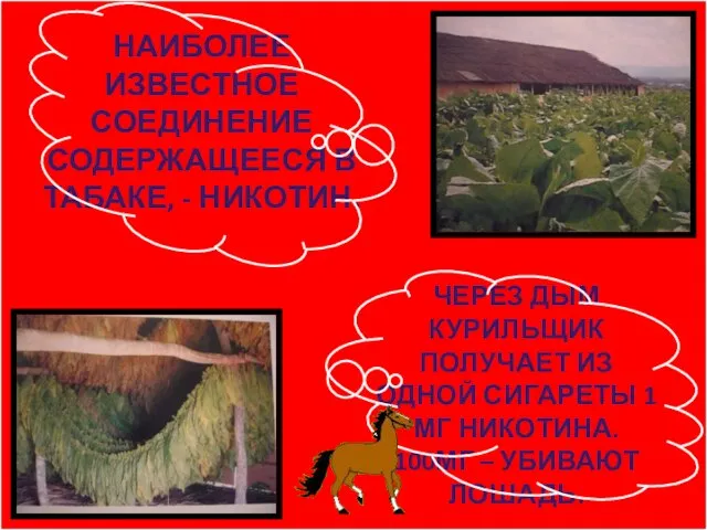 НАИБОЛЕЕ ИЗВЕСТНОЕ СОЕДИНЕНИЕ СОДЕРЖАЩЕЕСЯ В ТАБАКЕ, - НИКОТИН. ЧЕРЕЗ ДЫМ КУРИЛЬЩИК ПОЛУЧАЕТ