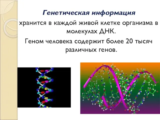 Генетическая информация хранится в каждой живой клетке организма в молекулах ДНК. Геном