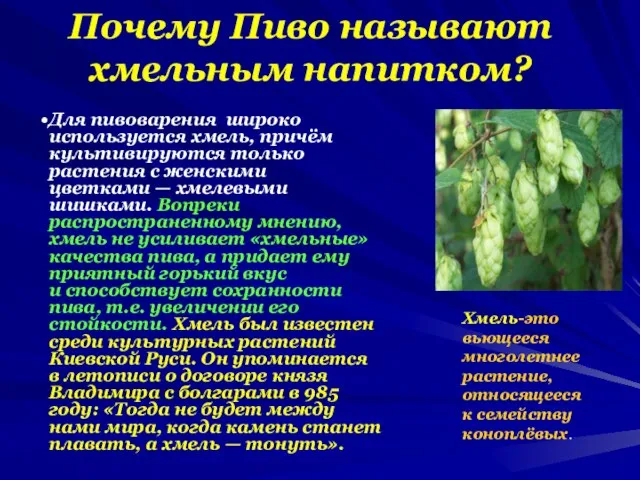 Почему Пиво называют хмельным напитком? Хмель-это вьющееся многолетнее растение, относящееся к семейству