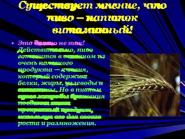 Существует мнение, что пиво – напиток витаминный! Это далеко не так! Действительно,