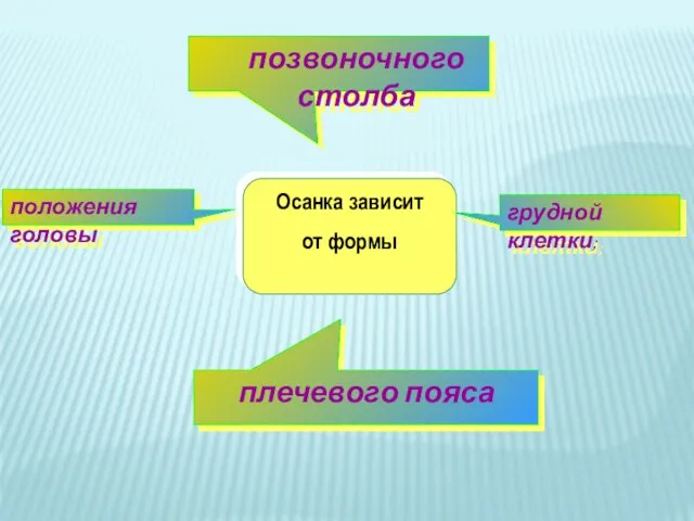 Осанка зависит от формы грудной клетки; положения головы плечевого пояса позвоночного столба