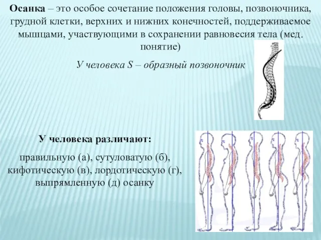 Осанка – это особое сочетание положения головы, позвоночника, грудной клетки, верхних и