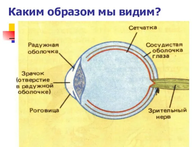 Каким образом мы видим?