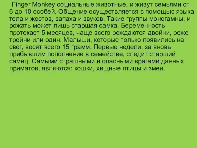 Finger Monkey социальные животные, и живут семьями от 6 до 10 особей.