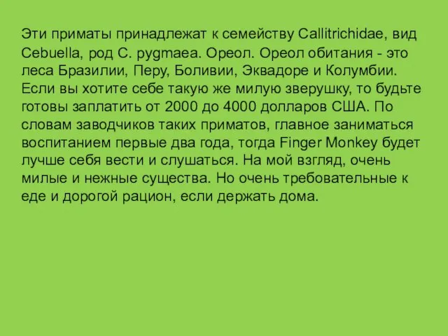 Эти приматы принадлежат к семейству Callitrichidae, вид Cebuella, род C. pygmaea. Ореол.