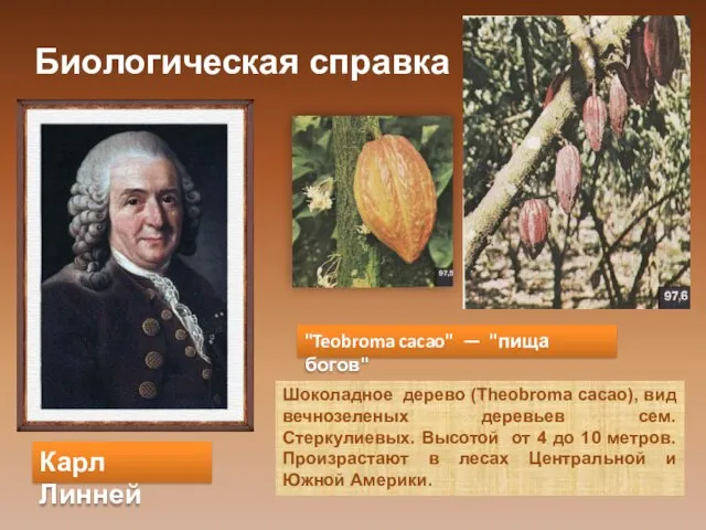 Биологическая справка Карл Линней "Teobroma cacao" — "пища богов" Шоколадное дерево (Theobroma