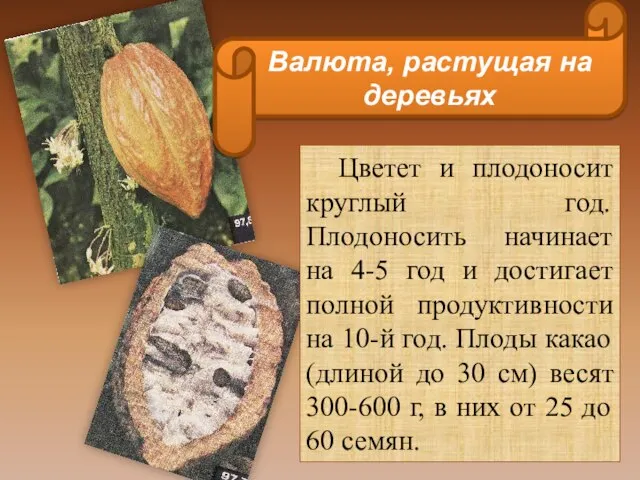 Цветет и плодоносит круглый год. Плодоносить начинает на 4-5 год и достигает