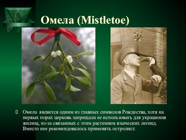 Омела (Mistletoe) Омела является одним из главных символов Рождества, хотя на первых