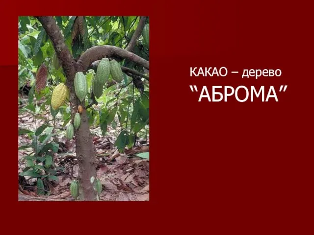 КАКАО – дерево “АБРОМА”