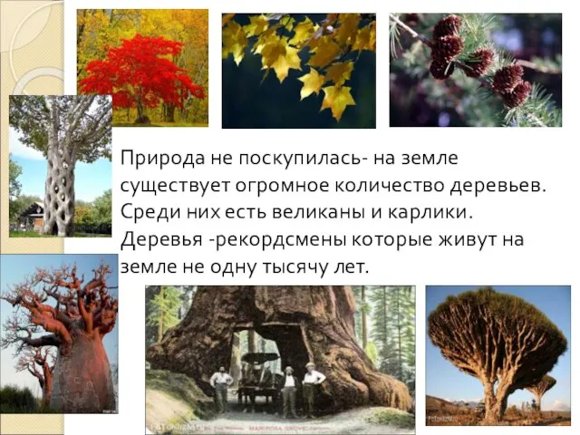 Природа не поскупилась- на земле существует огромное количество деревьев. Среди них есть